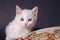 White cat on a colored cushion