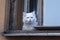 White cat with colorful eyes