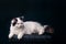 White cat on dark background