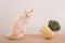 White cat diet choice. Comparison of proper nutrition and bad eating habits. Broccoli, cauliflower, or donuts