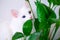 White cat with different color eyes hides behind a green plant. Turkish angora eats peace lily green leaves in living