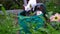 A white cat drinks water from a green garden barrel