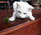 The White cat eating Indian Copperleaf