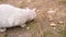 White cat eating a mouse. Predator and prey. wildlife, wild nature