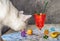 White cat examines objects on the table with interest, an orange drink in a high glass