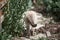 White cat exot sitting in green bushes