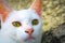 White cat face yelow eye