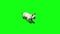White cat feline animals green screen 3D Rendering Animation