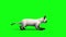 White cat feline side animals green screen 3D rendering animation