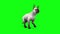 White cat feline walk cycle animals green screen 3D rendering animation
