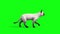 White cat feline walk cycle side animals green screen 3Dd rendering animation