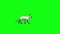 White cat feline walks side animals green screen 3D Rendering Animation