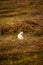 White cat (Felis catus) sitting in a green field