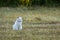 White Cat on a field is hunting a mouse