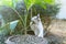 White cat fight green snake in untidy dirty garden, danger