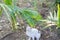 White cat fight green snake in untidy dirty garden, danger