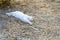 White cat fight green snake in untidy dirty garden, danger