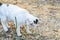White cat fight green snake in untidy dirty garden, danger