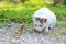 White cat fighting with lizard in the garden