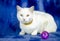 White cat with flea collar and cat toy