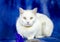 White cat with flea collar and cat toy
