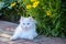 White cat with flowers of Cota tinctoria golden marguerite, yellow chamomile, or oxeye chamomile