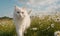 A white cat with fluffy fur is strolling through a vast field covered in blooming daisies.