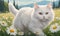 A white cat with fluffy fur is strolling through a vast field covered in blooming daisies.