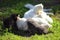 White cat with four kittens two gray kittens and two white. Cats