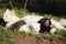 White cat with four kittens two gray kittens and two white. Cats