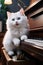 White cat with funny face sitting on piano keys