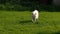 White cat in garden walking towards camera