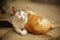 White cat and ginger kitten are resting in an embrace in a summer garden