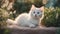 white cat on the grass A serene kitten with a gentle gaze, lounging in a bed of soft, fuzzy plants