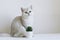 A white cat with green eyes at a flower pot on a white background. British silver chinchilla