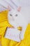 White cat with green eyes on a sofa with a yellow blanket with a notebook.