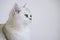 A white cat with green eyes on a white background. British silver chinchilla