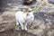 White cat on green leash standing on stone against background of running river