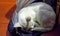 White cat happy sleeping on cloth plastic bag under lamp light