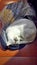White cat happy sleeping on cloth plastic bag under lamp light