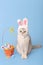 white cat in hat with bunny ears and Easter basket with colorful eggs on blue background