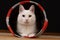 White cat with heterochromia iridum is lying in the cat tunnel and looking at the camera