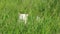 White cat hides in green summer wild grass