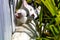 White cat hiding in the plants. Ranui Auckland New Zealand