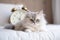 White Cat in Hotel Bed, Pet Vacation, Cat in Bedroom, Animal Traveler, Journey Companion