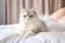 White Cat in Hotel Bed, Pet Vacation, Cat in Bedroom, Animal Traveler, Journey Companion