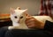 White cat on human lap with stroking hands close up photo