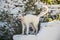 White cat of Kythnos