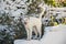 White cat of Kythnos