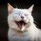 White cat laughs, smiles, rejoices, close-up portrait, funny photos